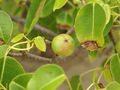 &nbsp;

Fot. 4.
Owoce, autor: Hans Hillewaert, źródło:&nbsp;
http://commons.wikimedia.org/wiki/File:Hippomane_mancinella_%28fruit%29.jpg
dostęp 22.11.2013r.

